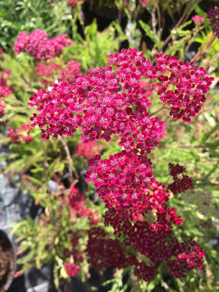 Achillea 'Summerwine' AGM