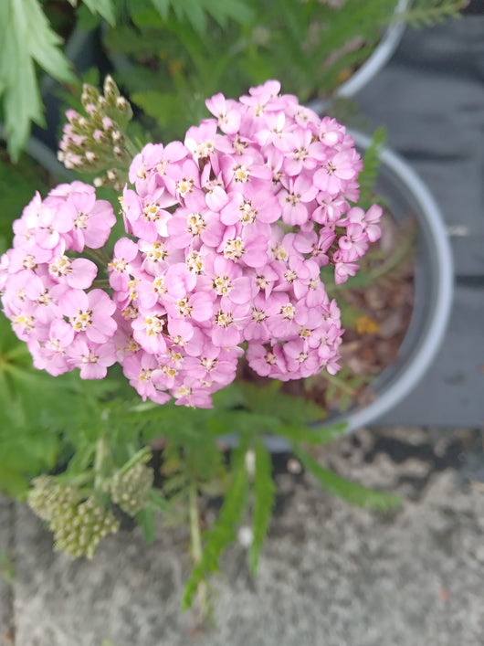 Achillea 'Crazy Little Thing'