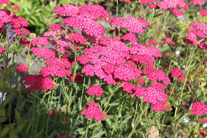 Achillea millefolium 'Rose Madder'