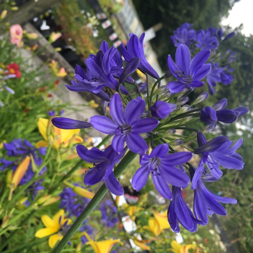 Agapanthus 'Cobalt Blue'