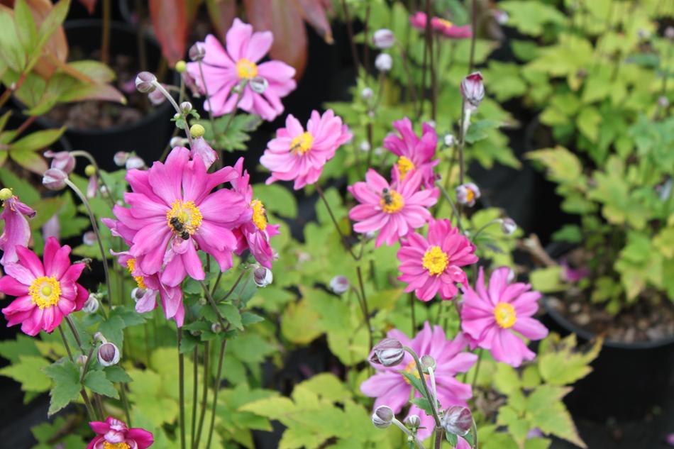 Anemone x hybrida 'Pamina'