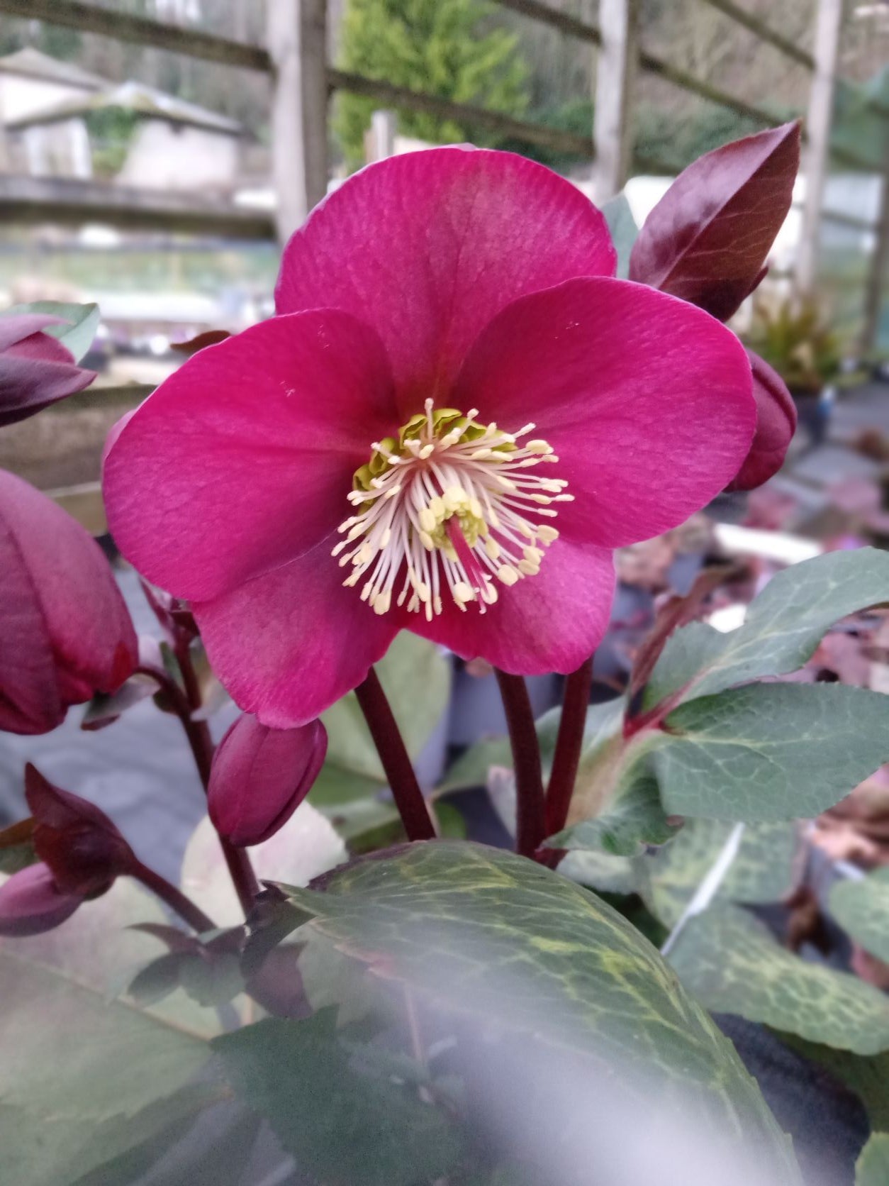 Helleborus Annas Red