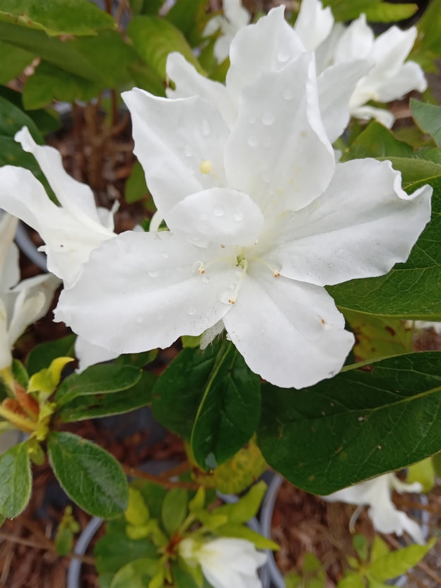 Azalea mollis 'Anneke'