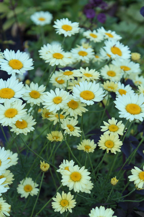 Anthemis tinctoria 'E.C.Buxton'