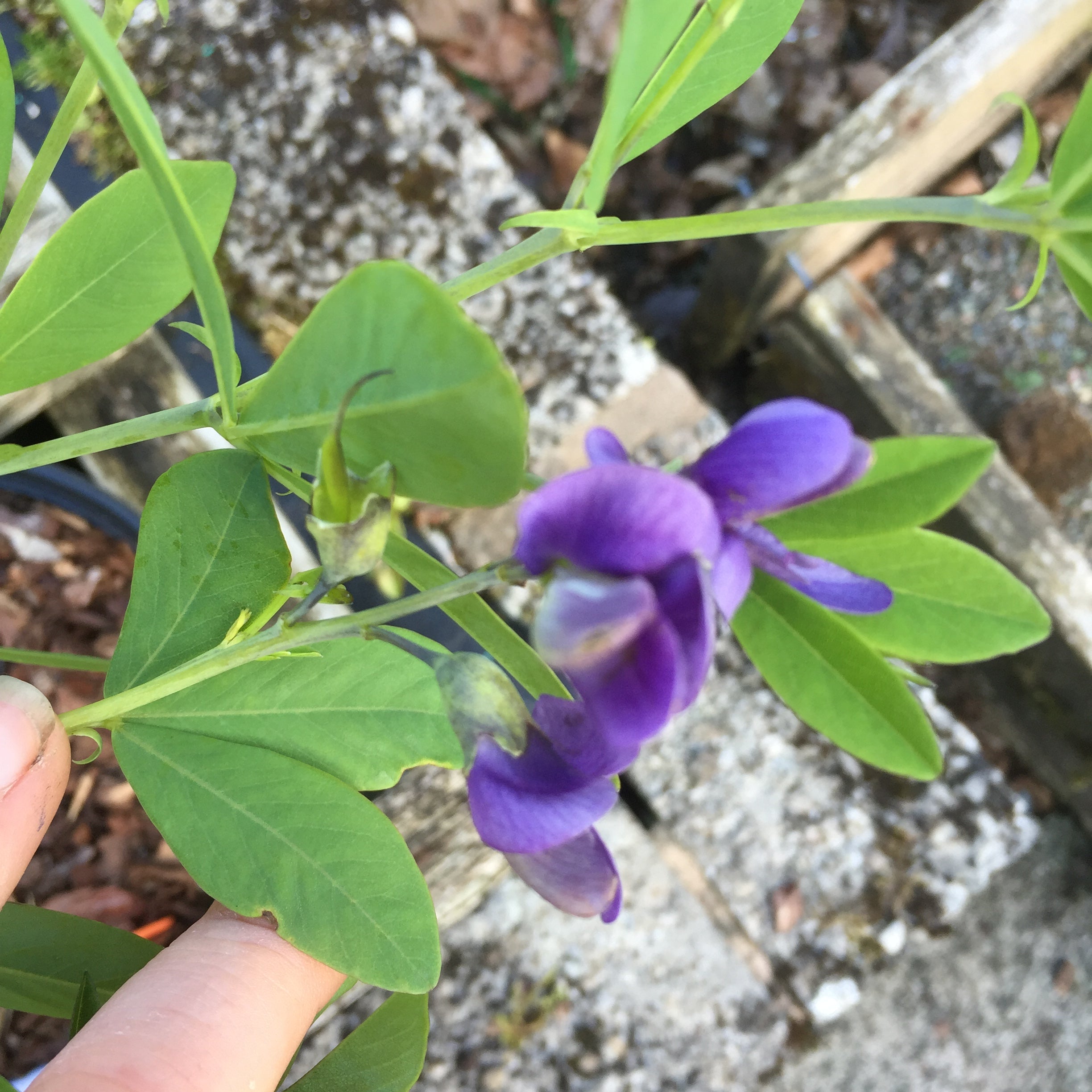 Baptisia 'Blueberry Sundae' Deer resistant Attractive to insects