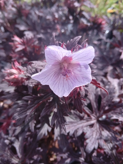 Geranium 'Black and White