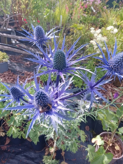 Eryngium 'Magical Blue Lagoon' Recent introduction