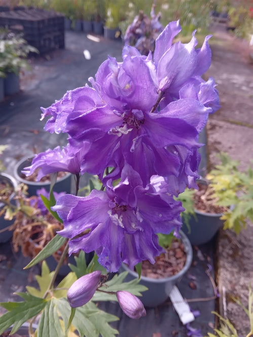 Delphinium Delgenius 'Breezin'