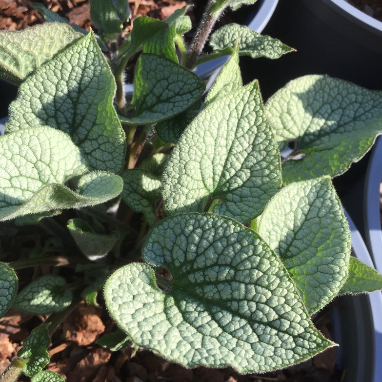 Brunnera macrophylla 'Sterling Silver'