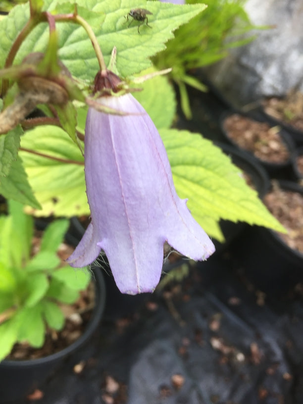 Campanula 'Swannables'