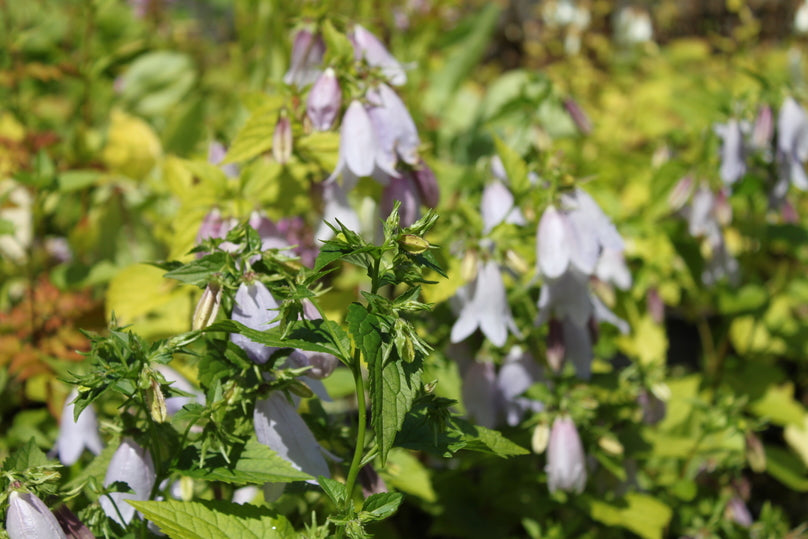 Campanula 'Swannables'