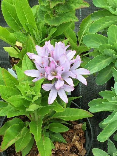 Campanula glomerata 'Caroline'