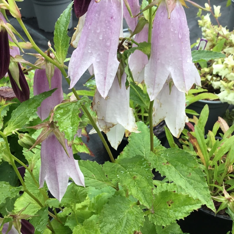 Campanula 'Iridescent Bells' Recent introduction Pollinator plant