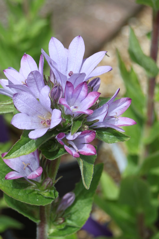 Campanula glomerata 'Caroline'
