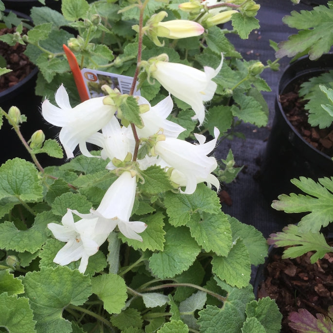 Campanula alliariifolia ‘Snow Dune’