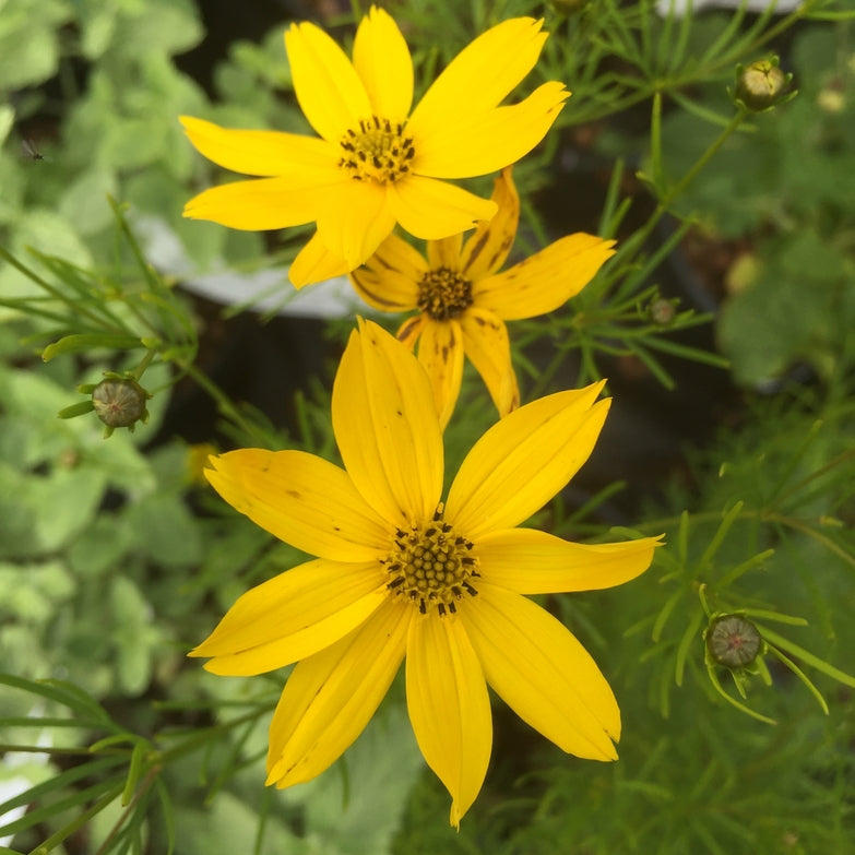 Coreopsis verticillata 'Zagreb' AGM Attractive to insects**