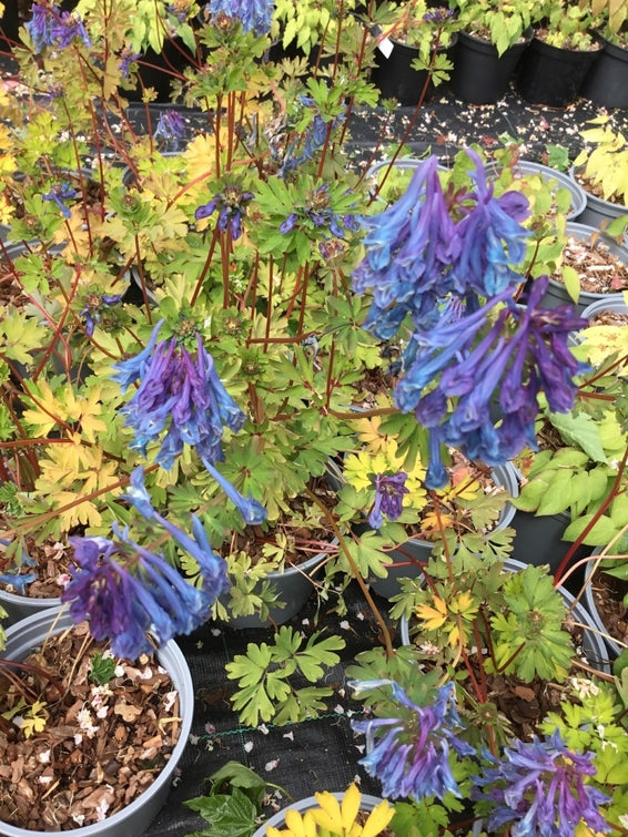 Corydalis elata ‘Golden Spinners’