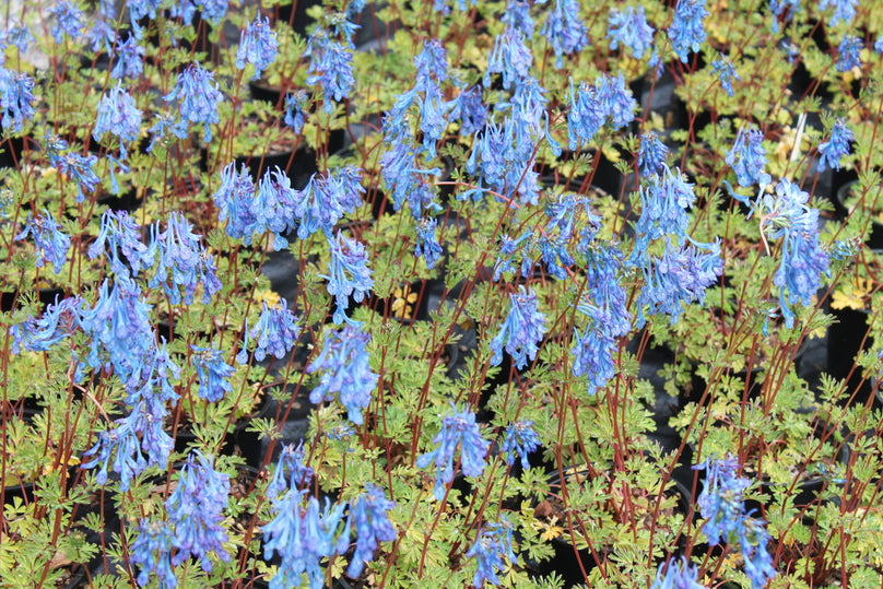 Corydalis 'Tory MP'