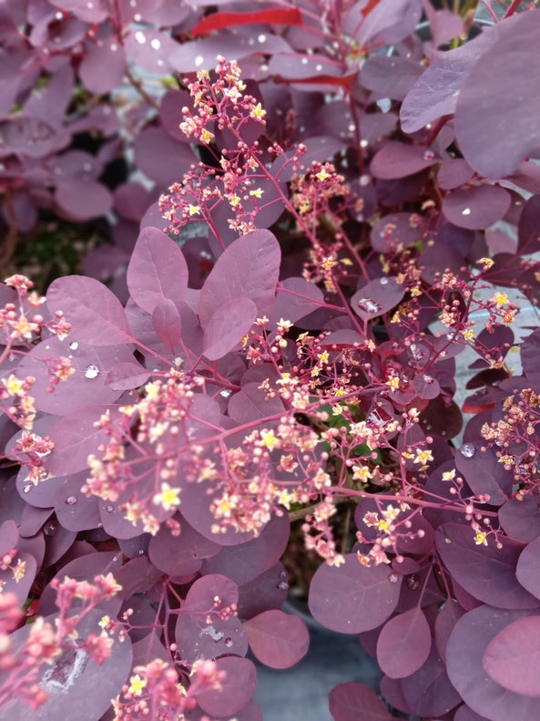 Cotinus coggygria 'Royal Purple' AGM