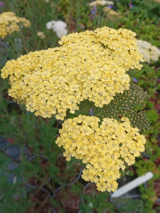 Achillea Credo