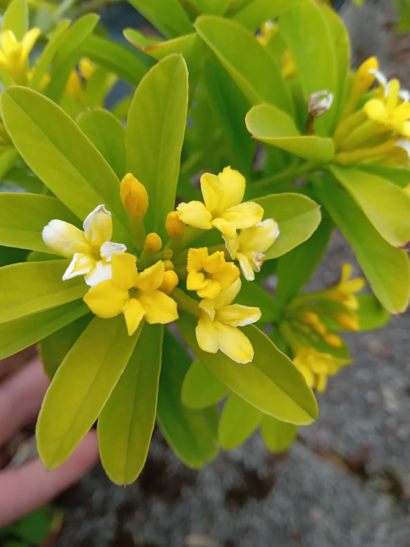 Daphne aurantiaca var. aurantiaca