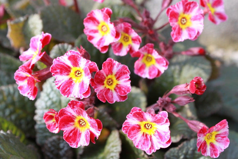 Primula 'Dark Rosaleen'