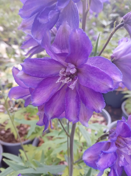 Delphinium Delgenius 'Breezin'