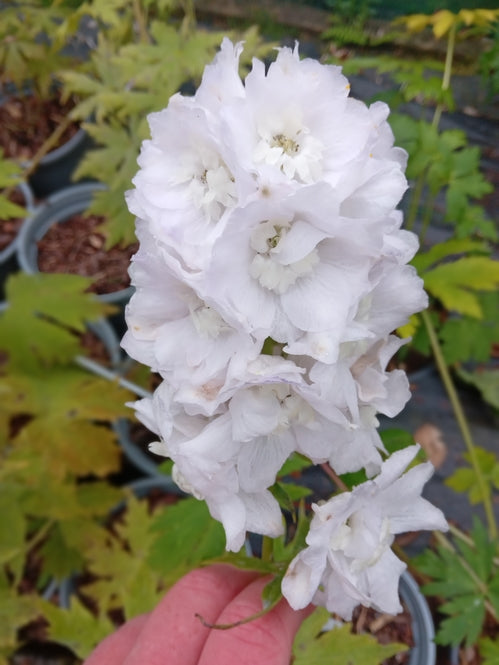 Delphinium Galahad Group