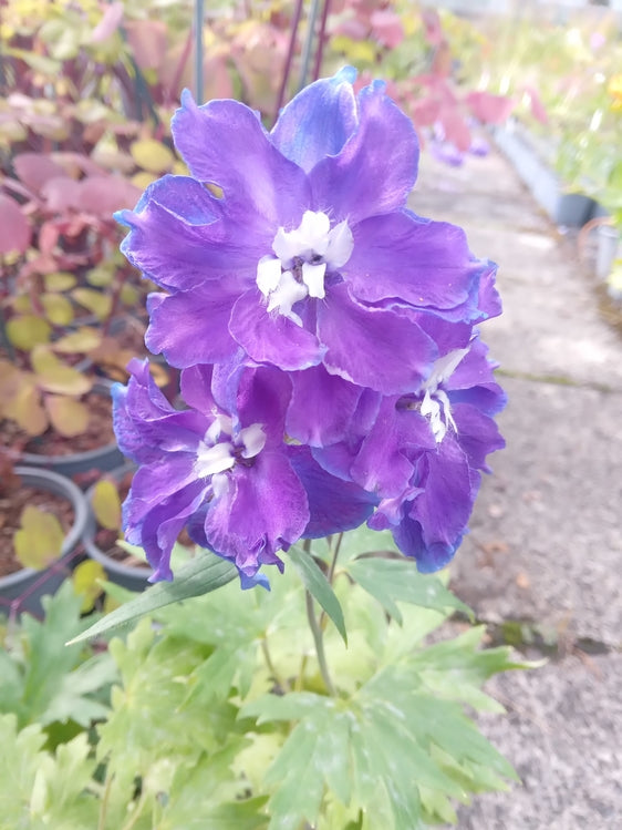 Delphinium Delgenius 'Glitzy'