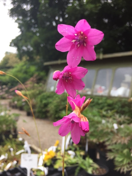 Dierama pulcherrimum
