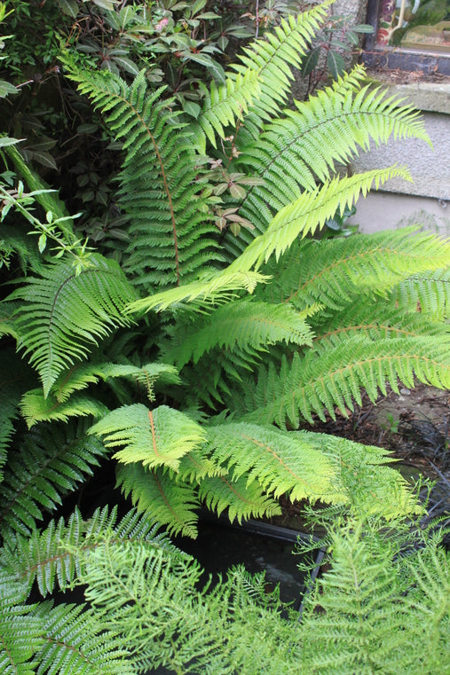 Dryopteris wallichiana AGM  (Hardy fern)  Shelter for birds & small mammals