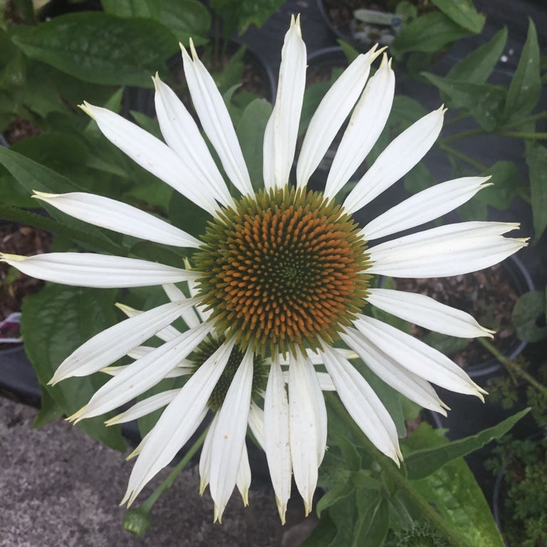 Echinacea 'White Swan'