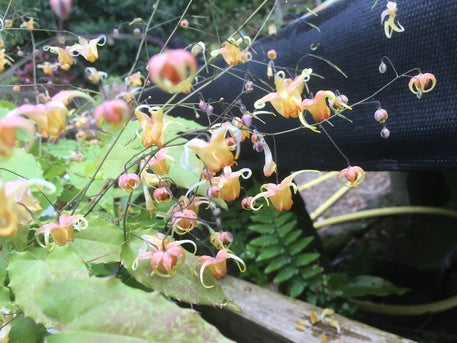 Epimedium 'Amber Queen' PBR