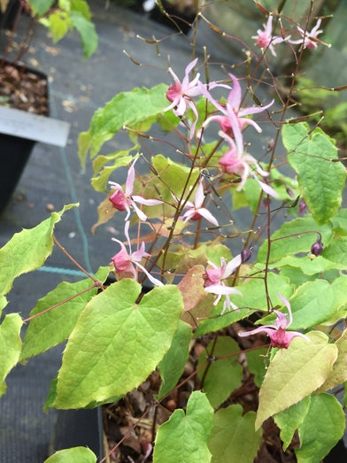 Epimedium 'Pink Elf' PBR