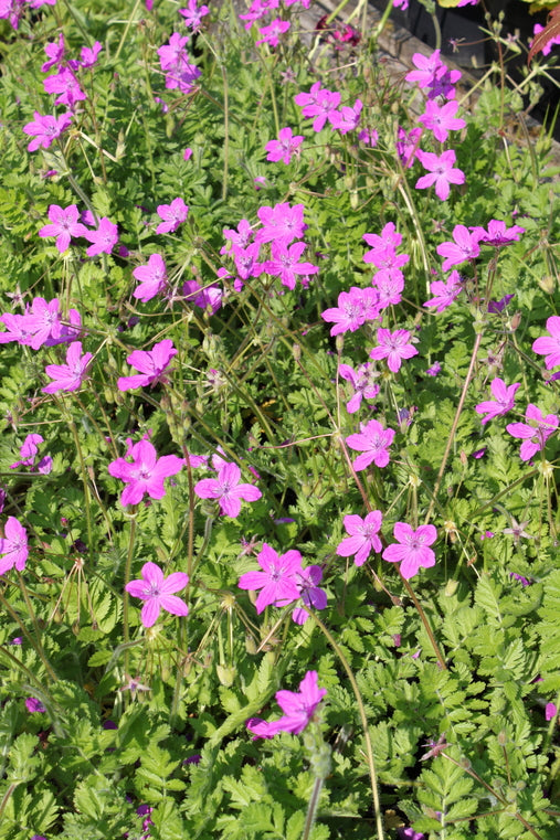 Erodium manescavii