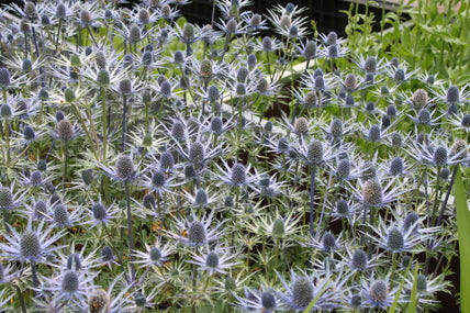 Eryngium x zabelii 'Jos Eijking' PBR Attractive to bees & birds