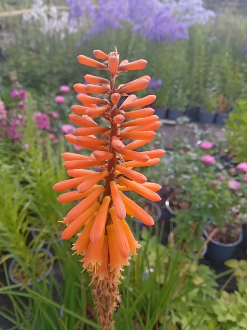 Kniphofia 'Fiery Fred'