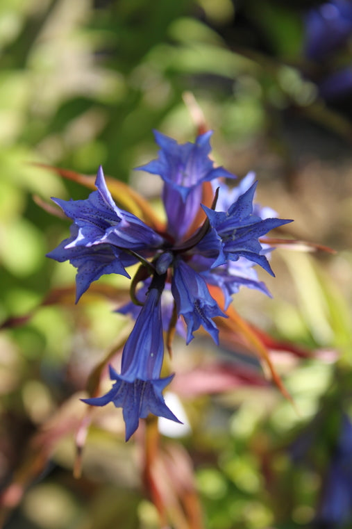 Gentiana asclepiadea AGM