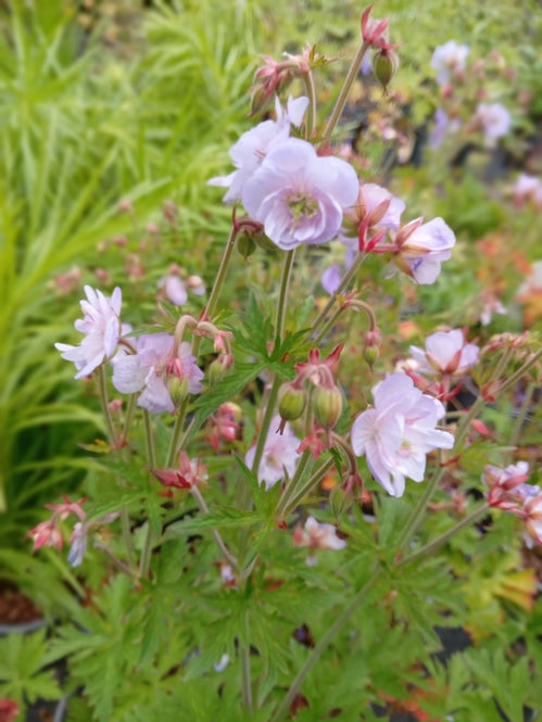 Geranium 'Else Lacey'