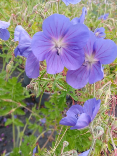 Geranium pratense 'Annette' Pollinator plant