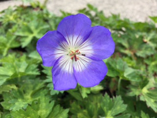 Geranium 'Azure Rush'