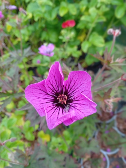 Geranium 'Dark Eyes'