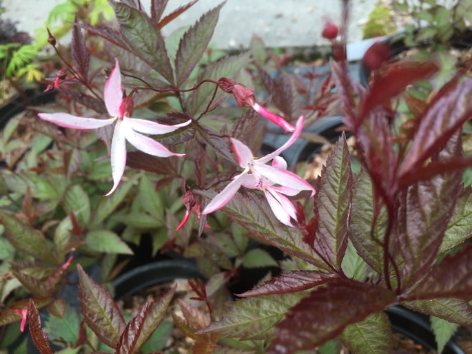 Gillenia trifoliata ‘Pink Profusion’