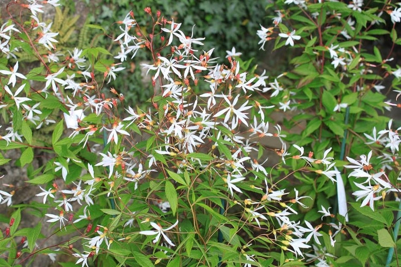 Gillenia trifoliata AGM