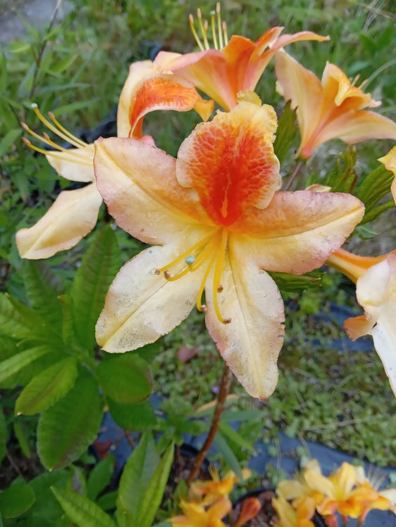Azalea mollis 'Golden Flare'