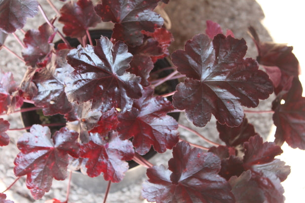 Heuchera 'Obsidian' (PBR)