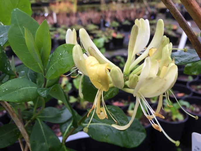 Lonicera periclymenum 'Graham Thomas'