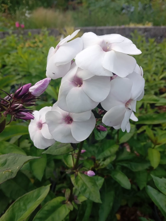 Phlox paniculata 'Ice Cream'