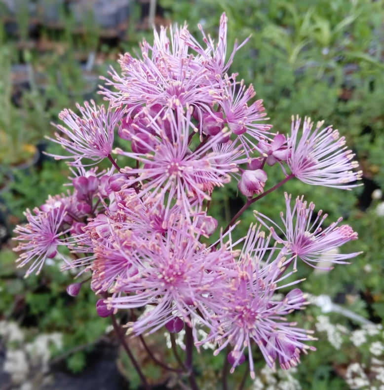 Thalictrum 'Nimbus Pink'