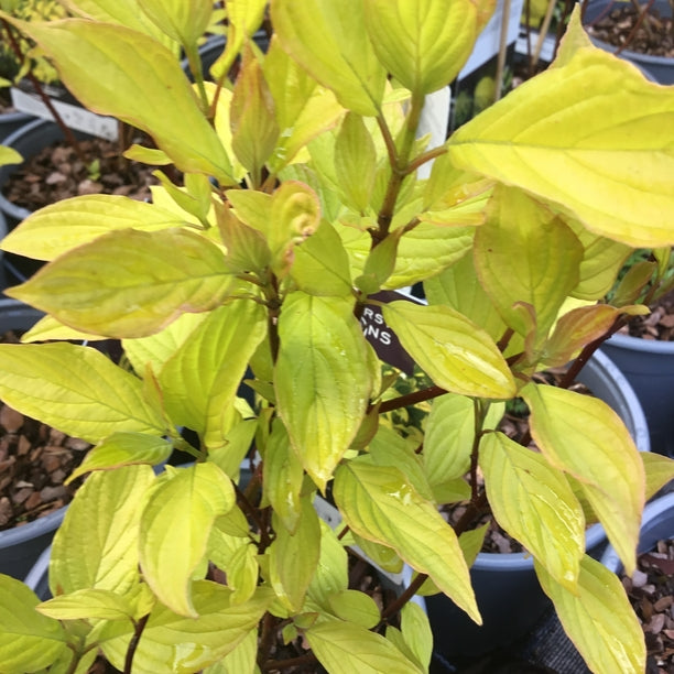 Cornus alba 'Neon Burst'